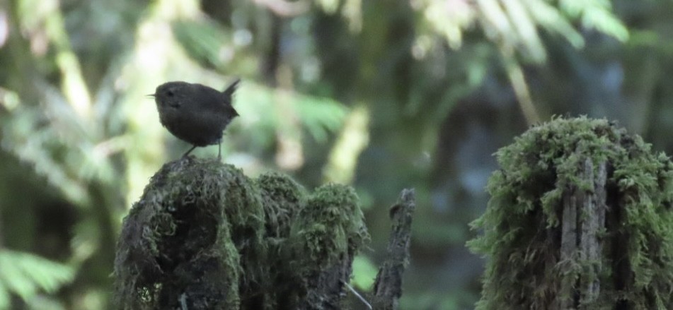 Pacific Wren - ML640094205