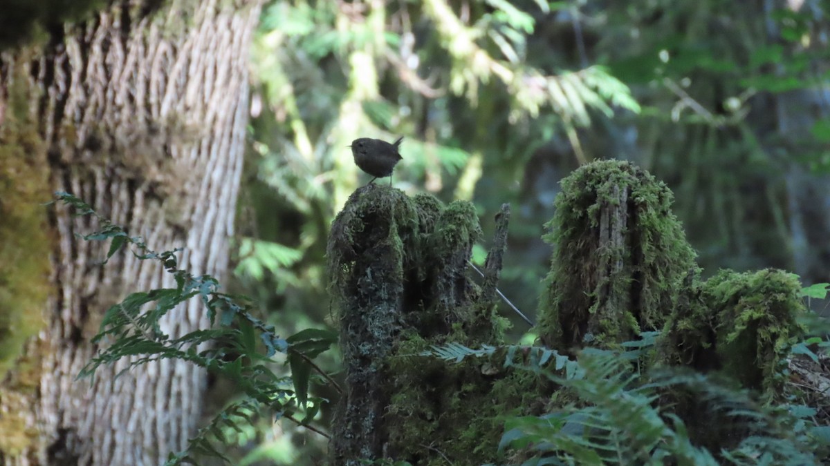 Pacific Wren - ML640094206