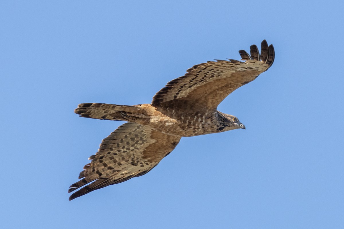 Falco pecchiaiolo orientale - ML640094209