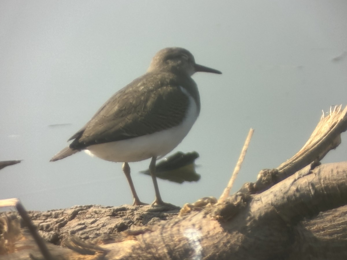 Spotted Sandpiper - ML640094261