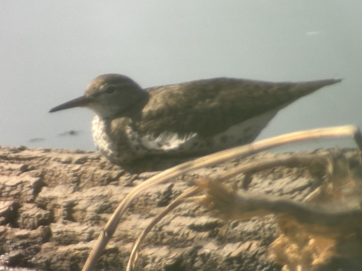 Spotted Sandpiper - ML640094262
