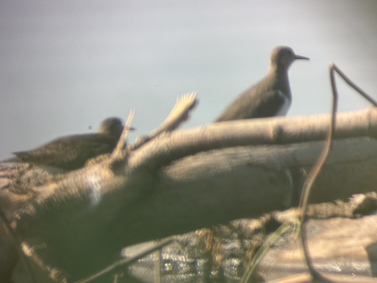 Spotted Sandpiper - ML640094263