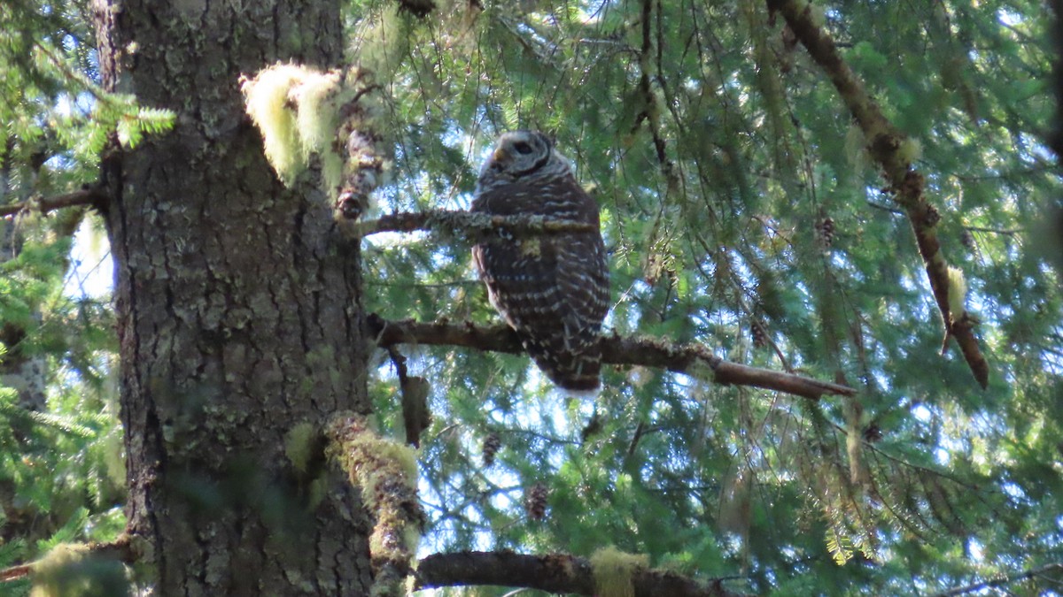 Barred Owl - ML640094284