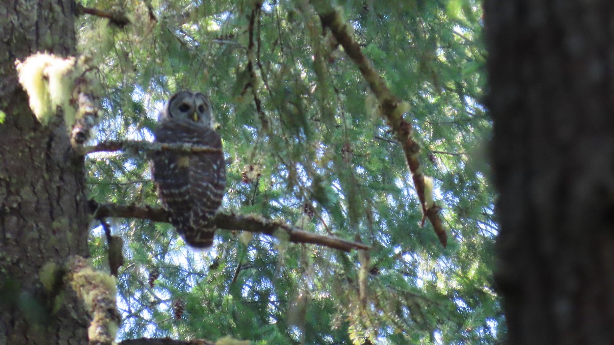Barred Owl - ML640094285