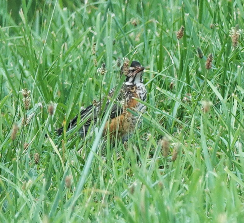 American Robin - ML640094305
