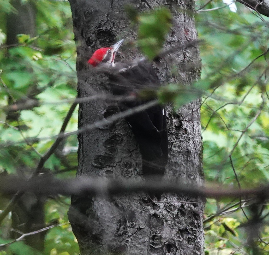 Pileated Woodpecker - ML640094359