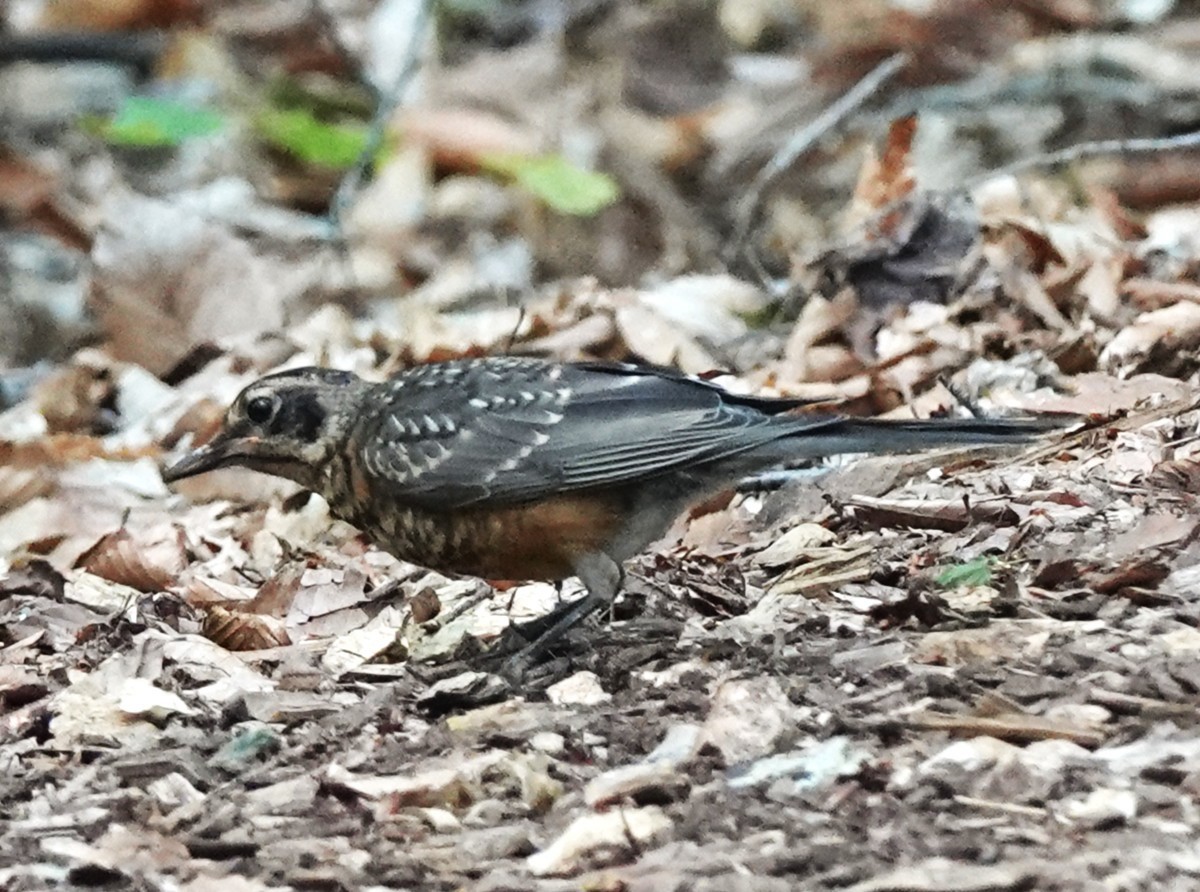 American Robin - ML640094385
