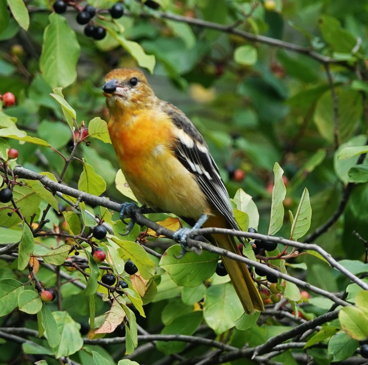 Baltimore Oriole - ML640094392