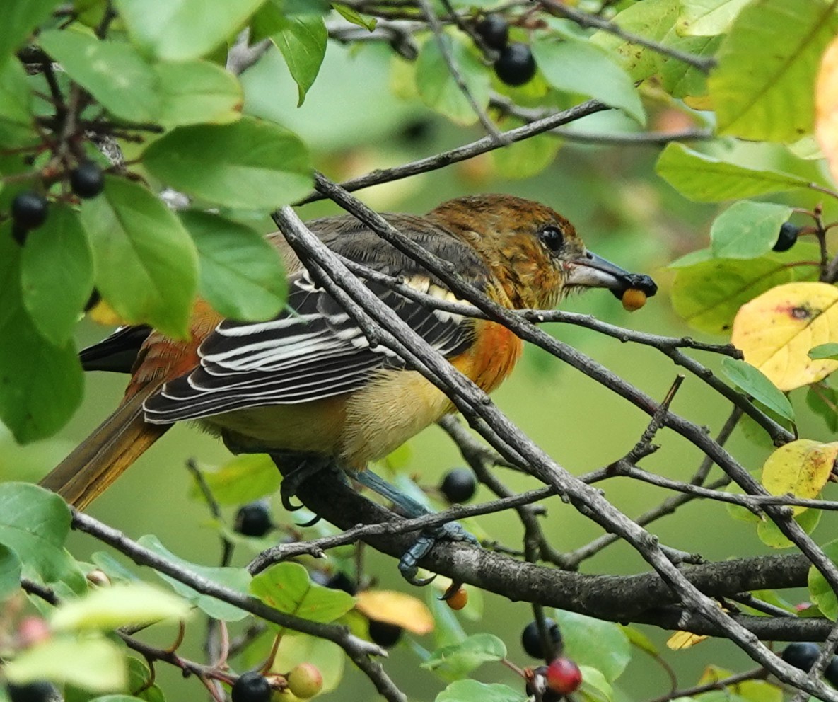 Baltimore Oriole - ML640094393