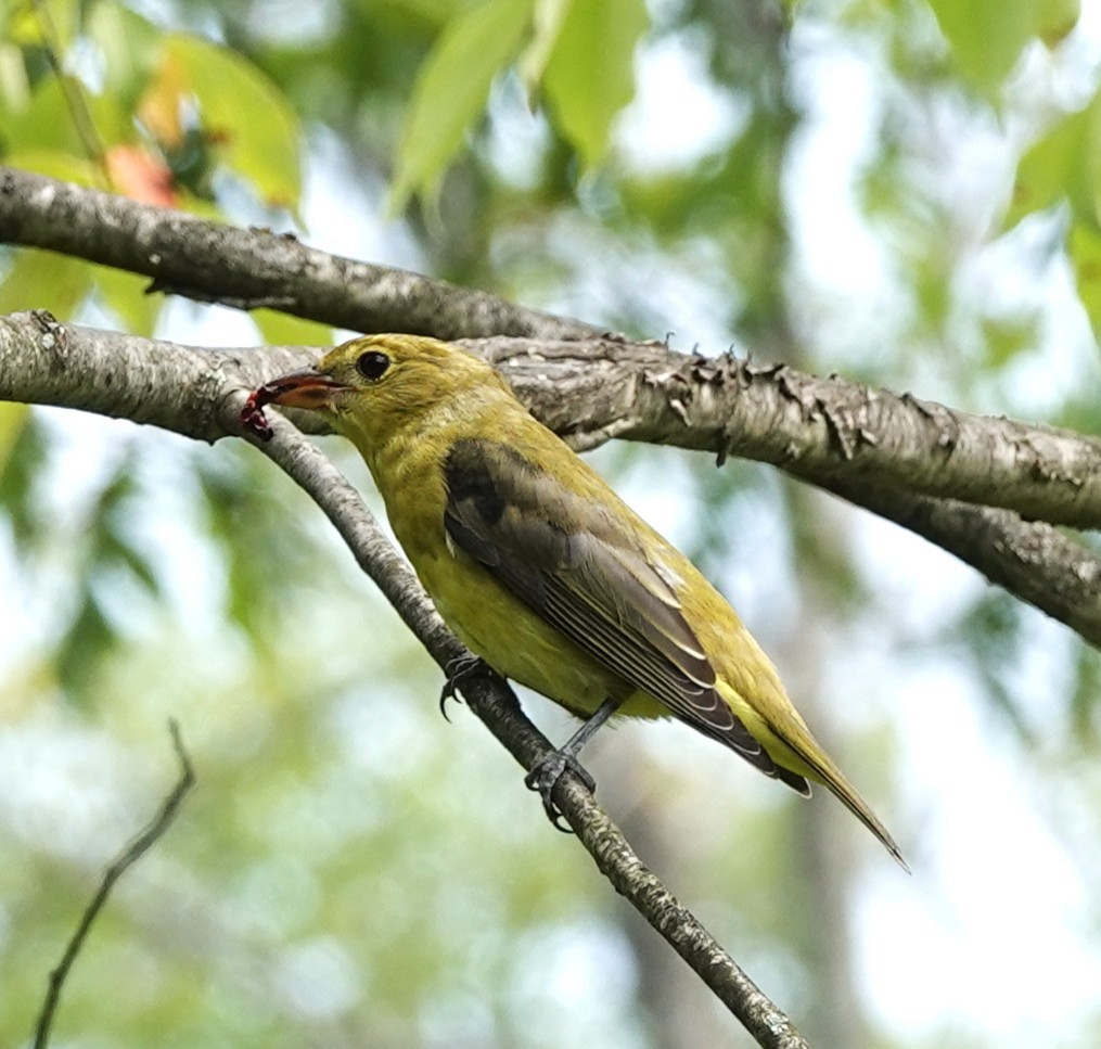Scarlet Tanager - ML640094506