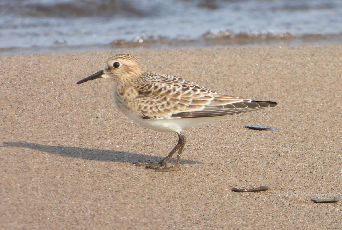 Bairdstrandläufer - ML640094606