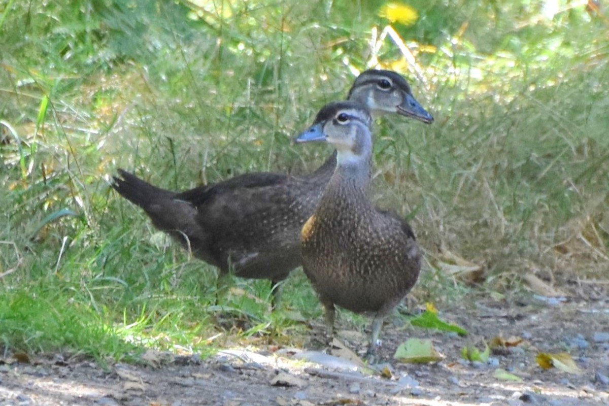 Wood Duck - ML640094607