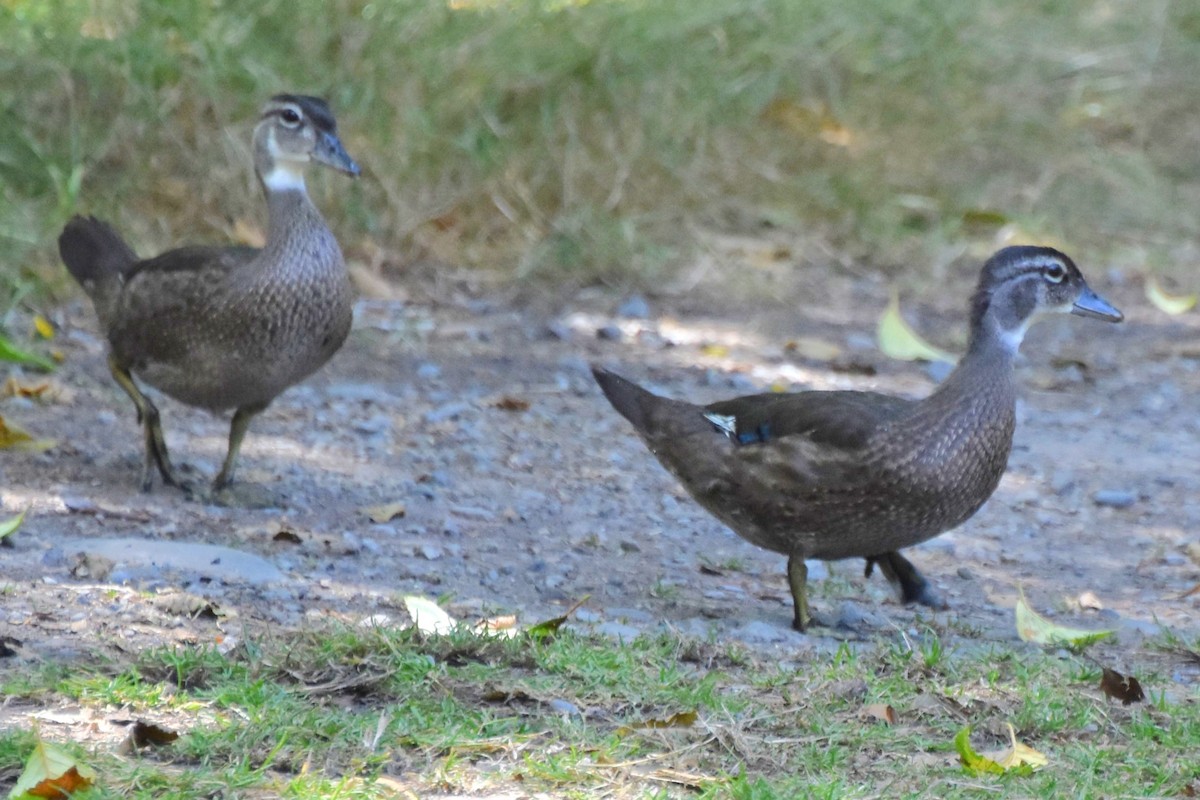 Wood Duck - ML640094608