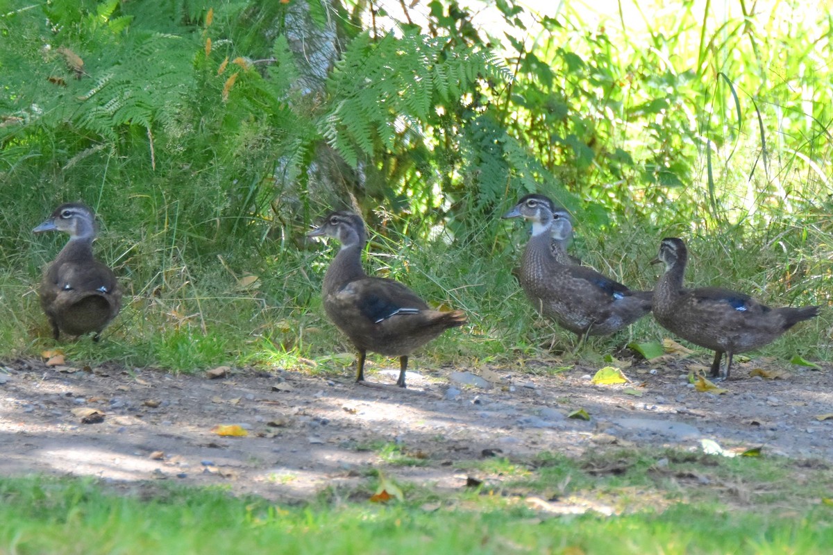 Wood Duck - ML640094609