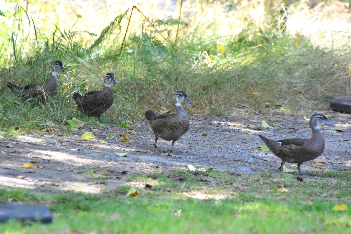 Wood Duck - ML640094610