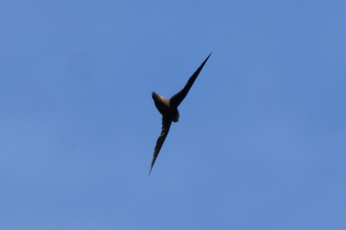 Vaux's Swift - ML640094616