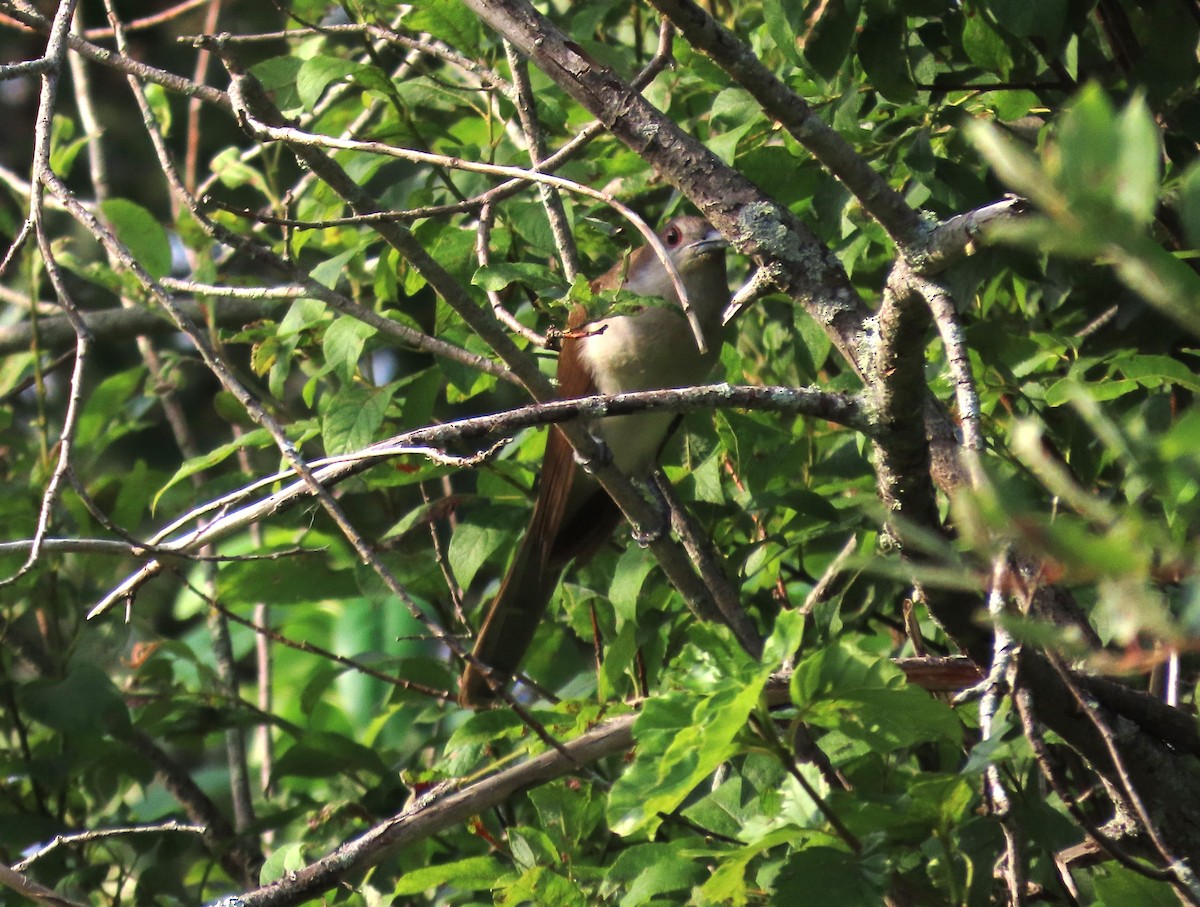 Black-billed Cuckoo - ML640094678