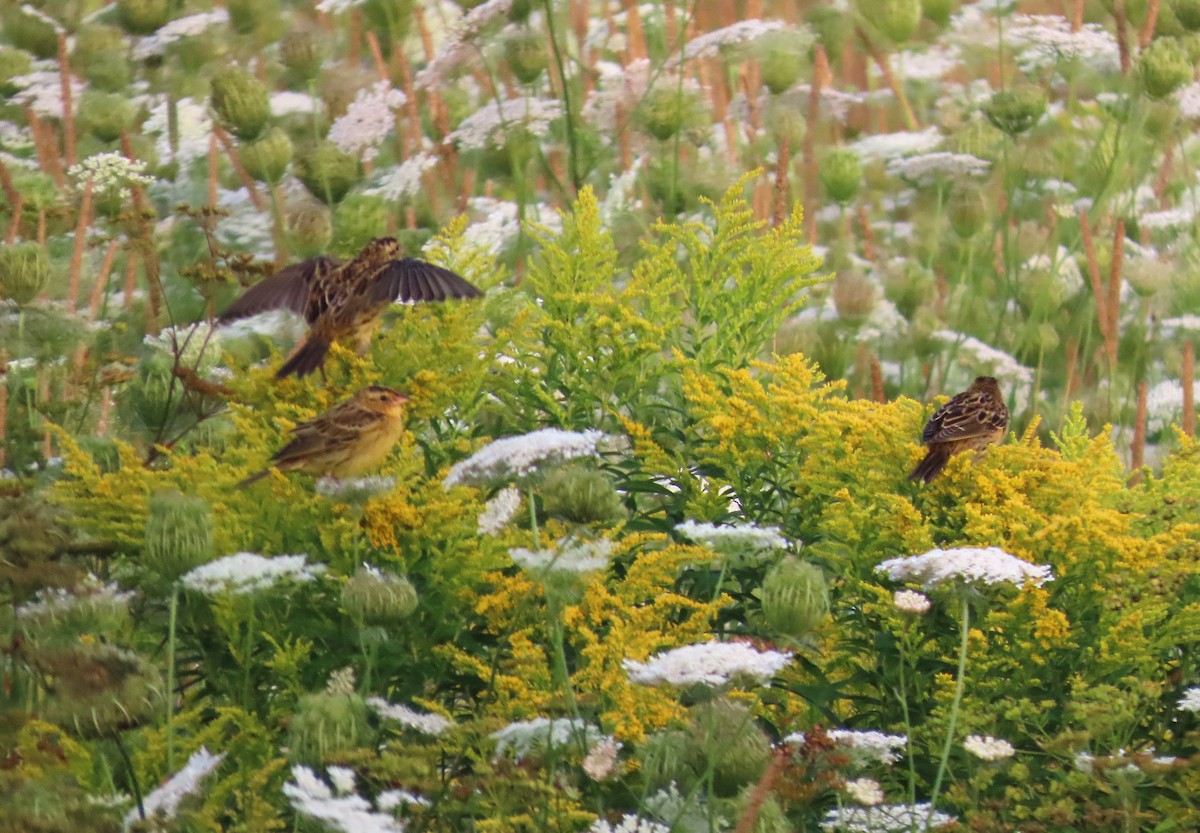 Bobolink - ML640094707
