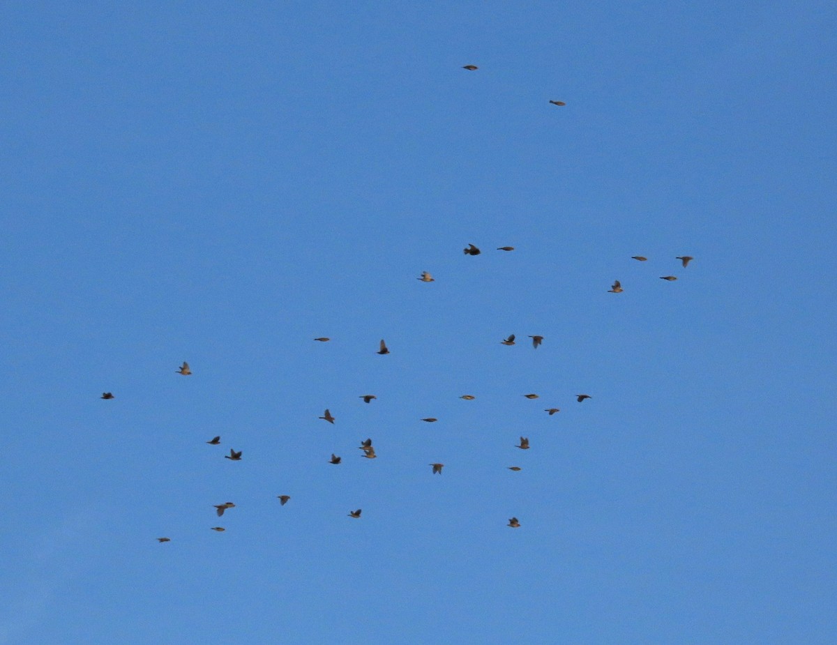 Bobolink - ML640094714