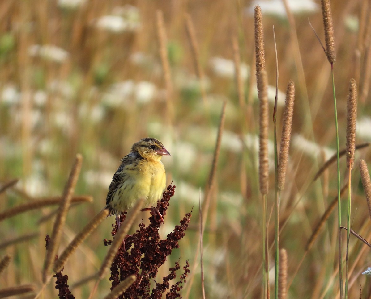 Bobolink - ML640094738
