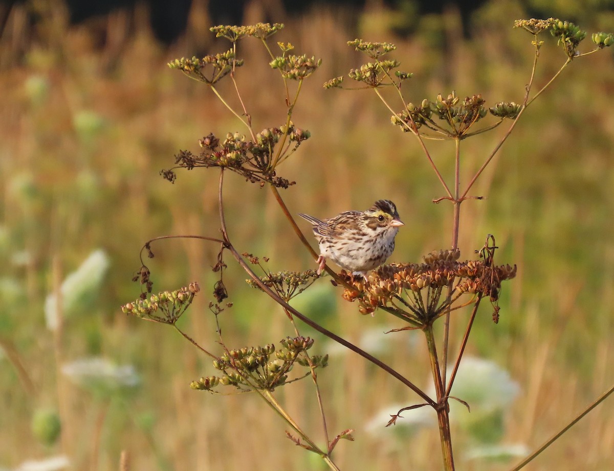 Savannah Sparrow - ML640094754