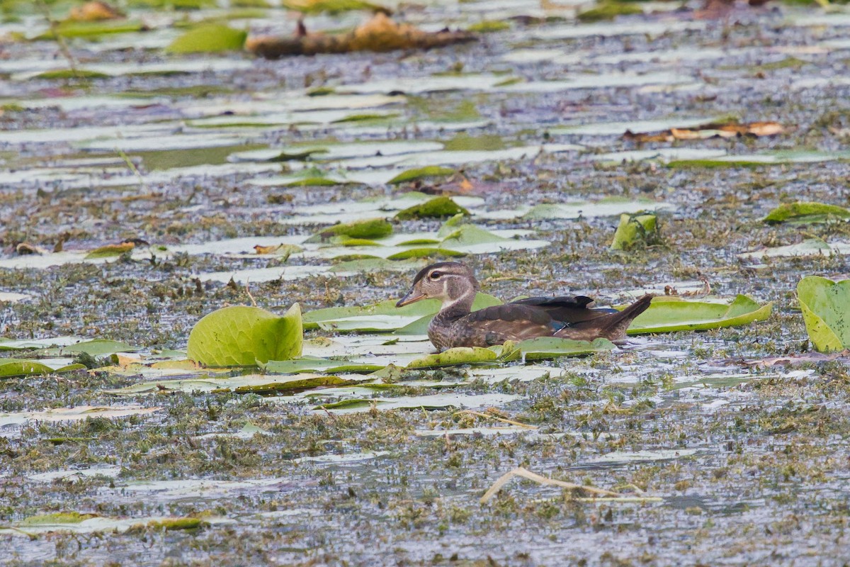 Wood Duck - ML640094887