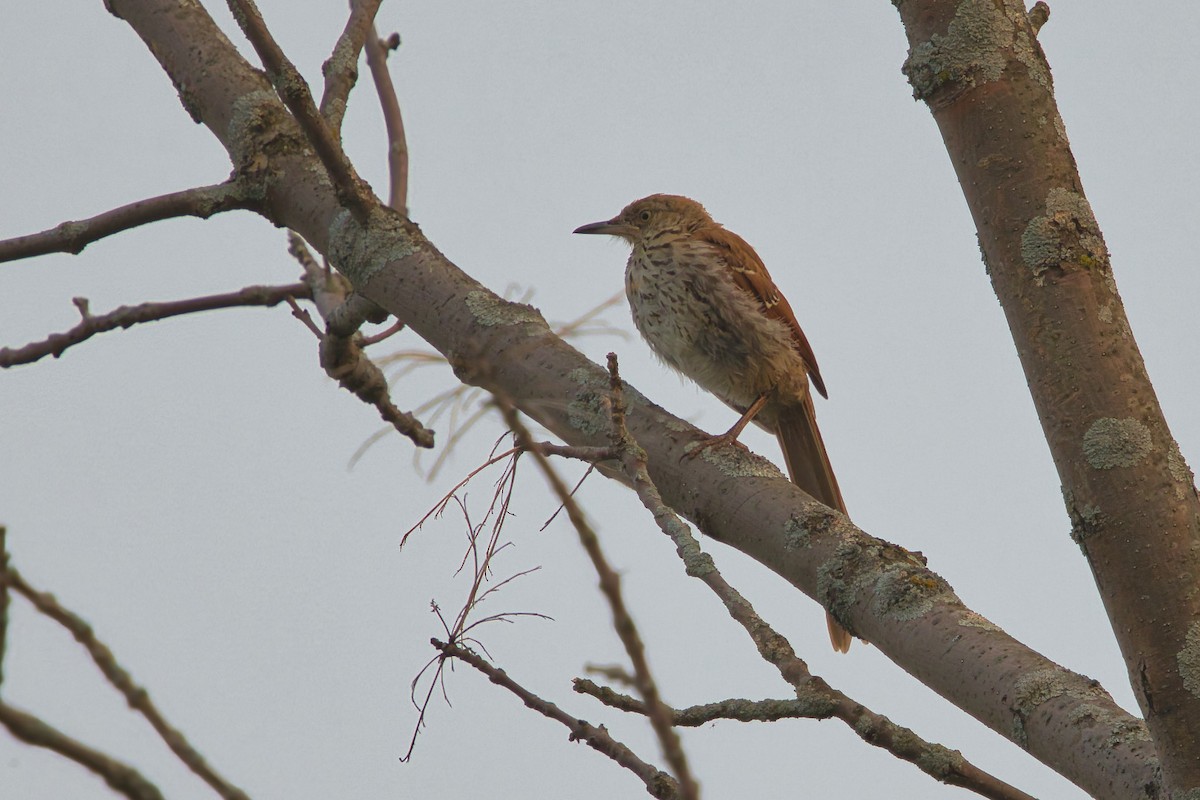 Brown Thrasher - ML640094936