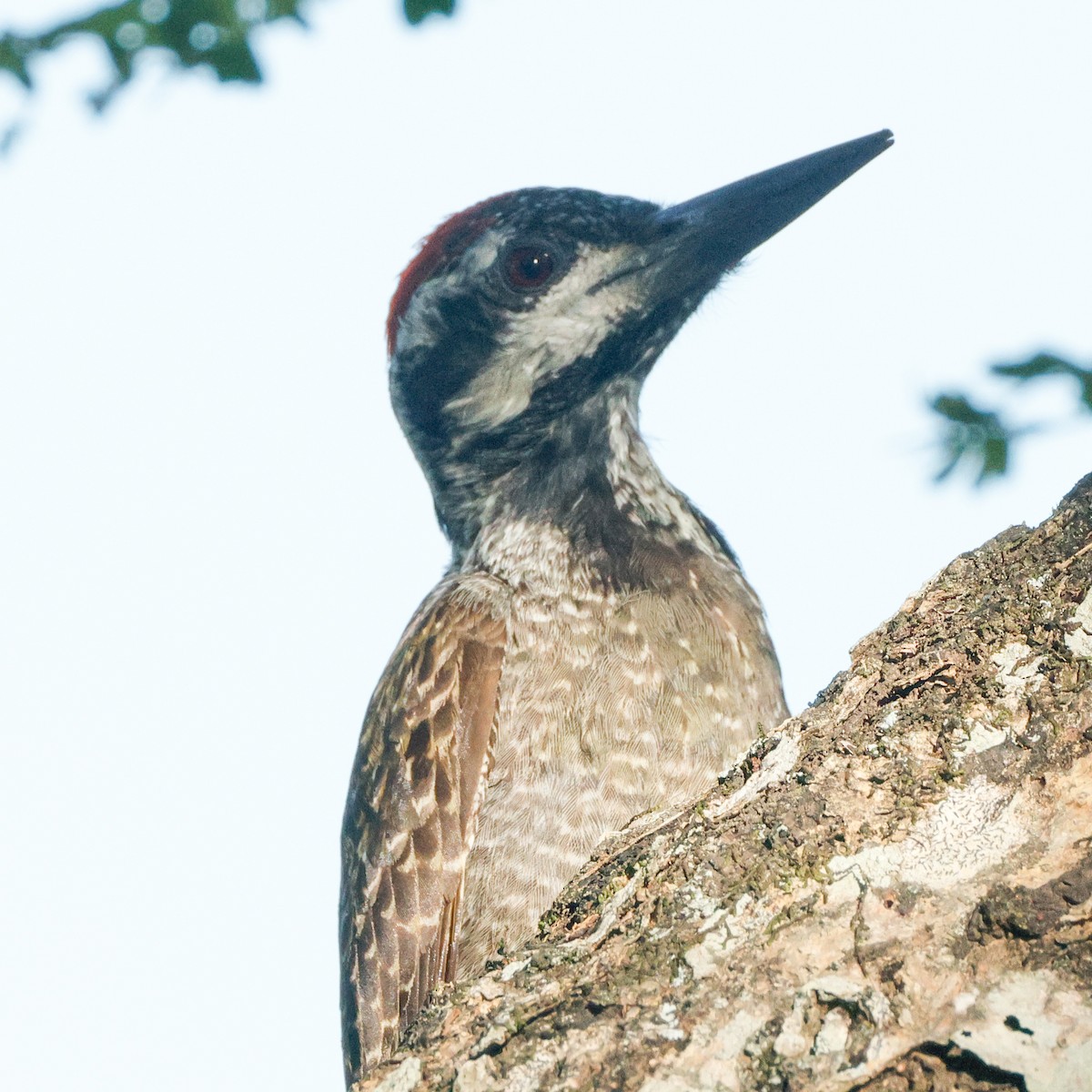 Bearded Woodpecker - ML640094937
