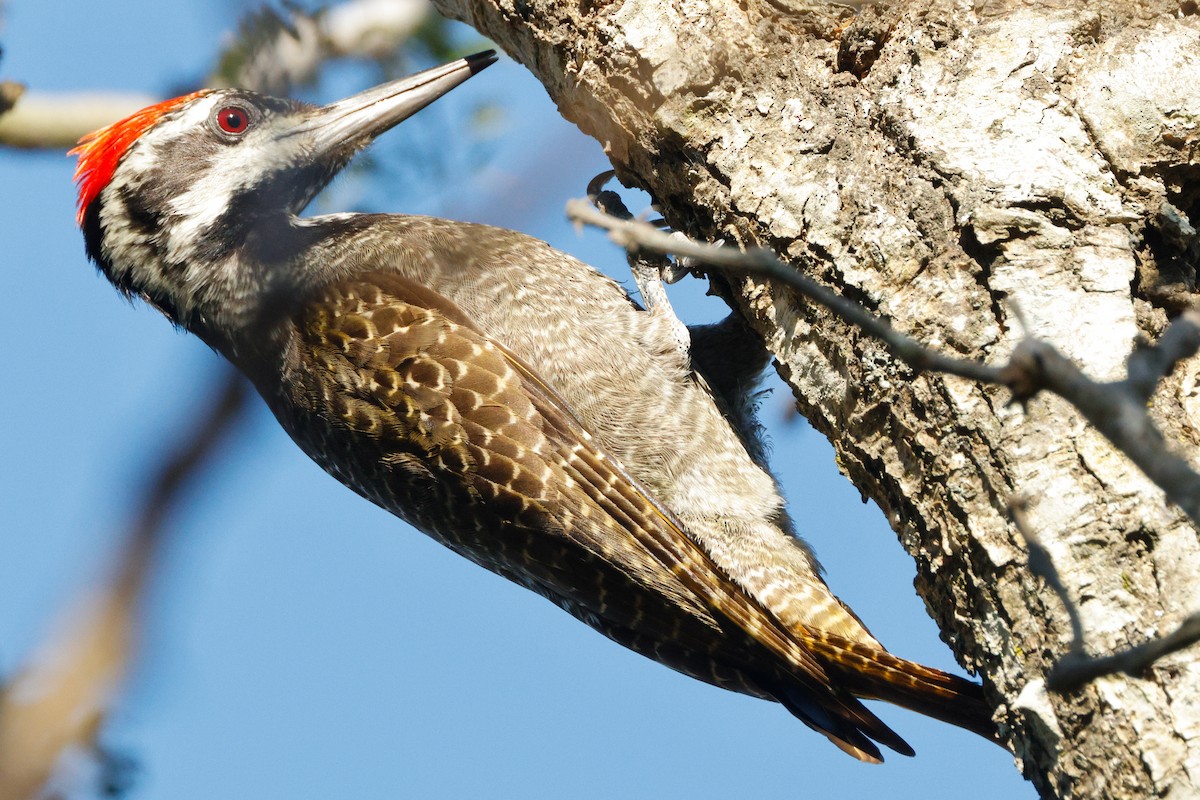 Bearded Woodpecker - ML640094938