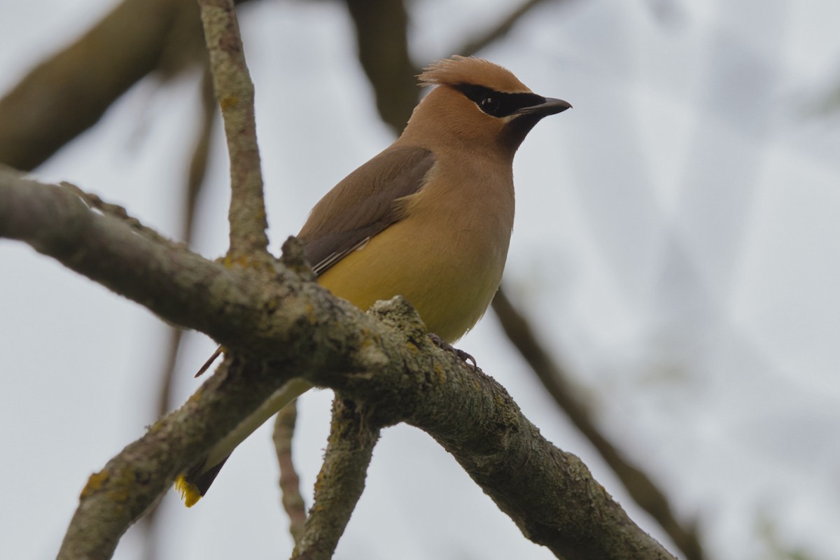 Cedar Waxwing - ML640094943
