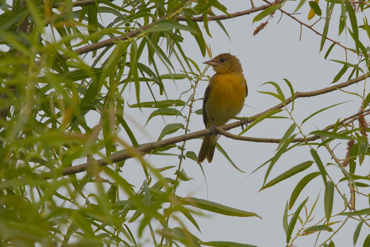 Baltimore Oriole - ML640094949