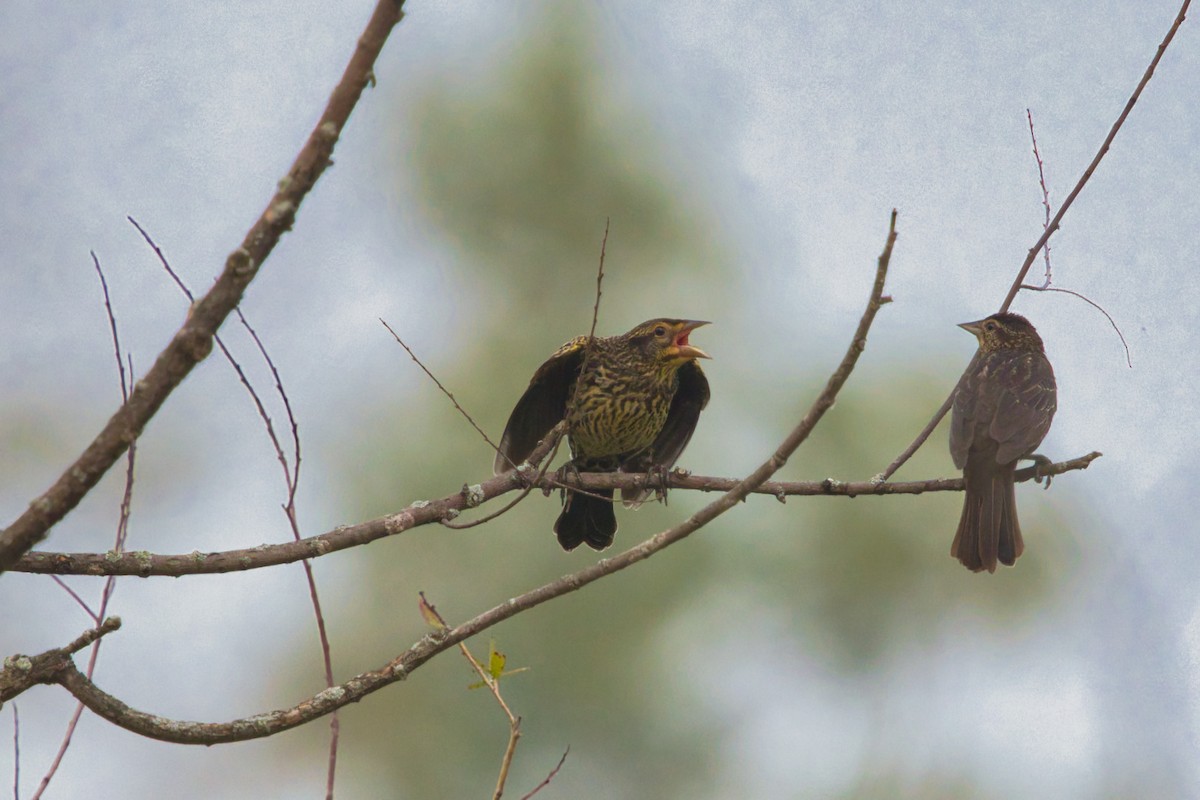 Red-winged Blackbird - ML640094954