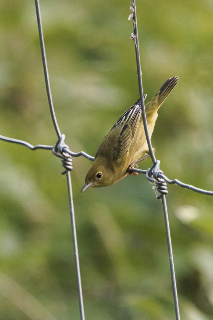 Yellow Warbler - ML640094962