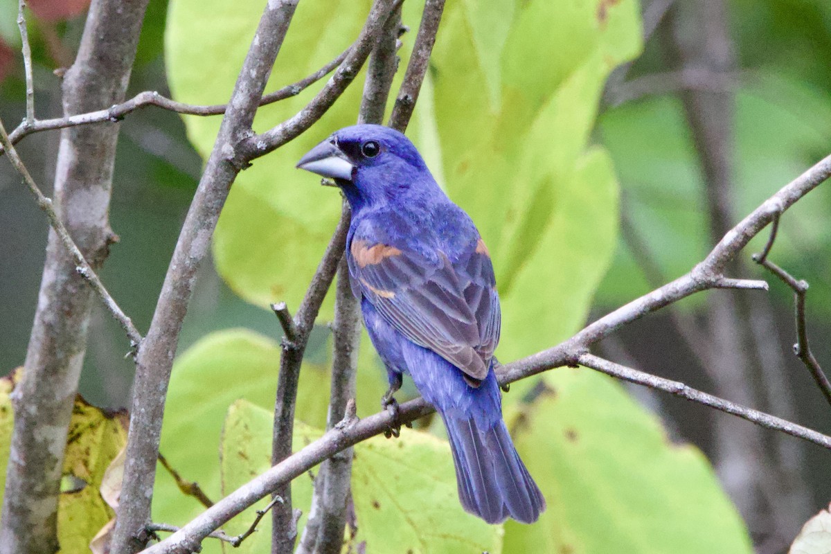 Blue Grosbeak - ML640094963