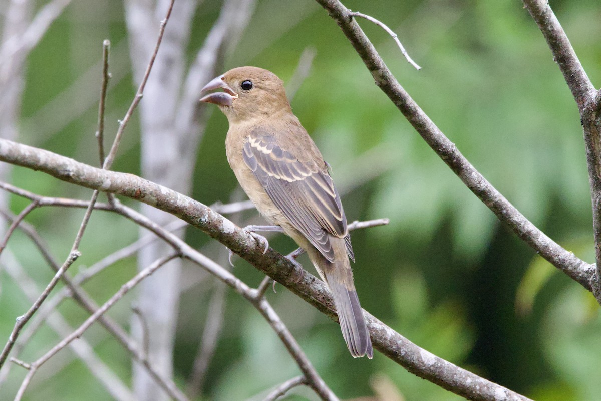 Blue Grosbeak - ML640094964
