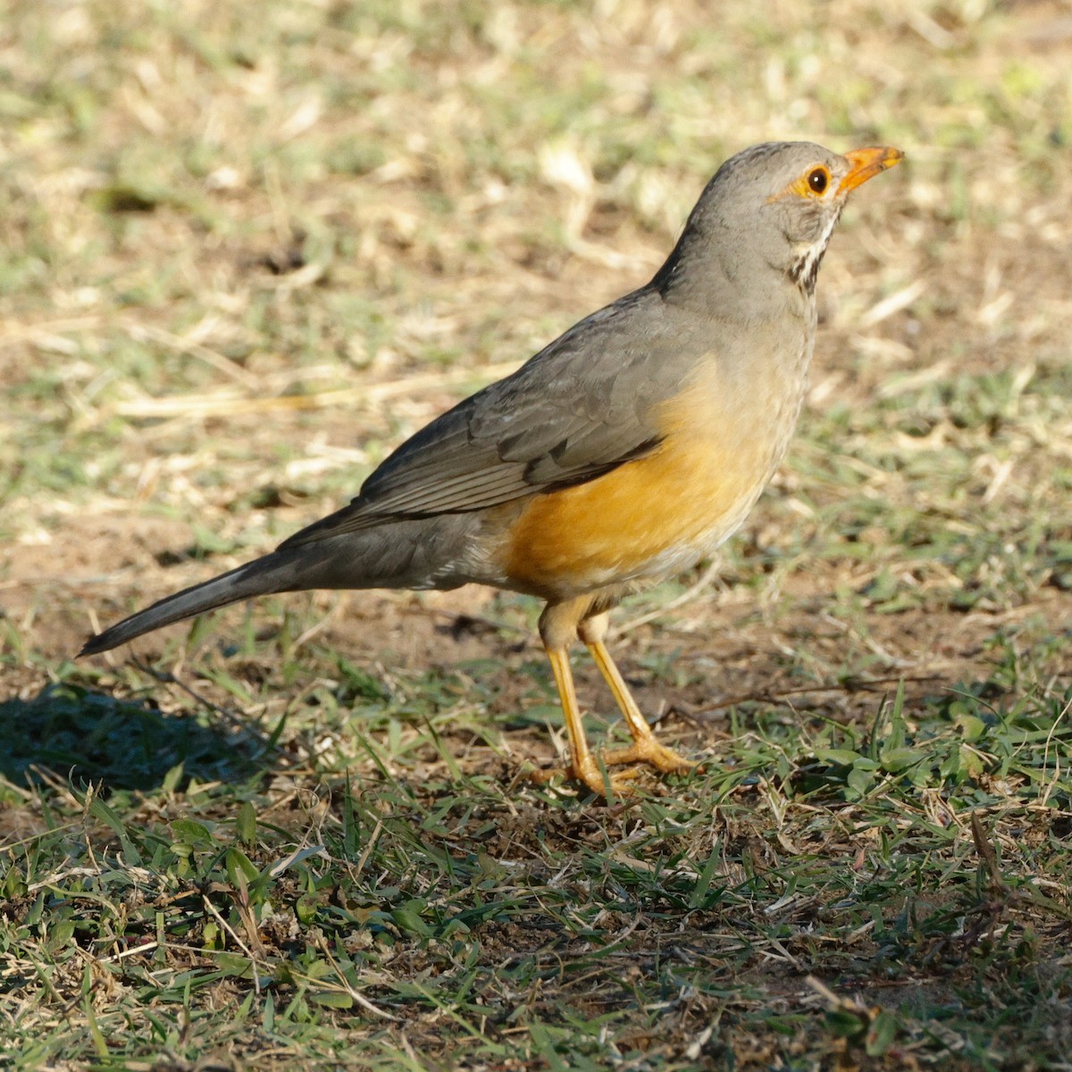Kurrichane Thrush - ML640095018