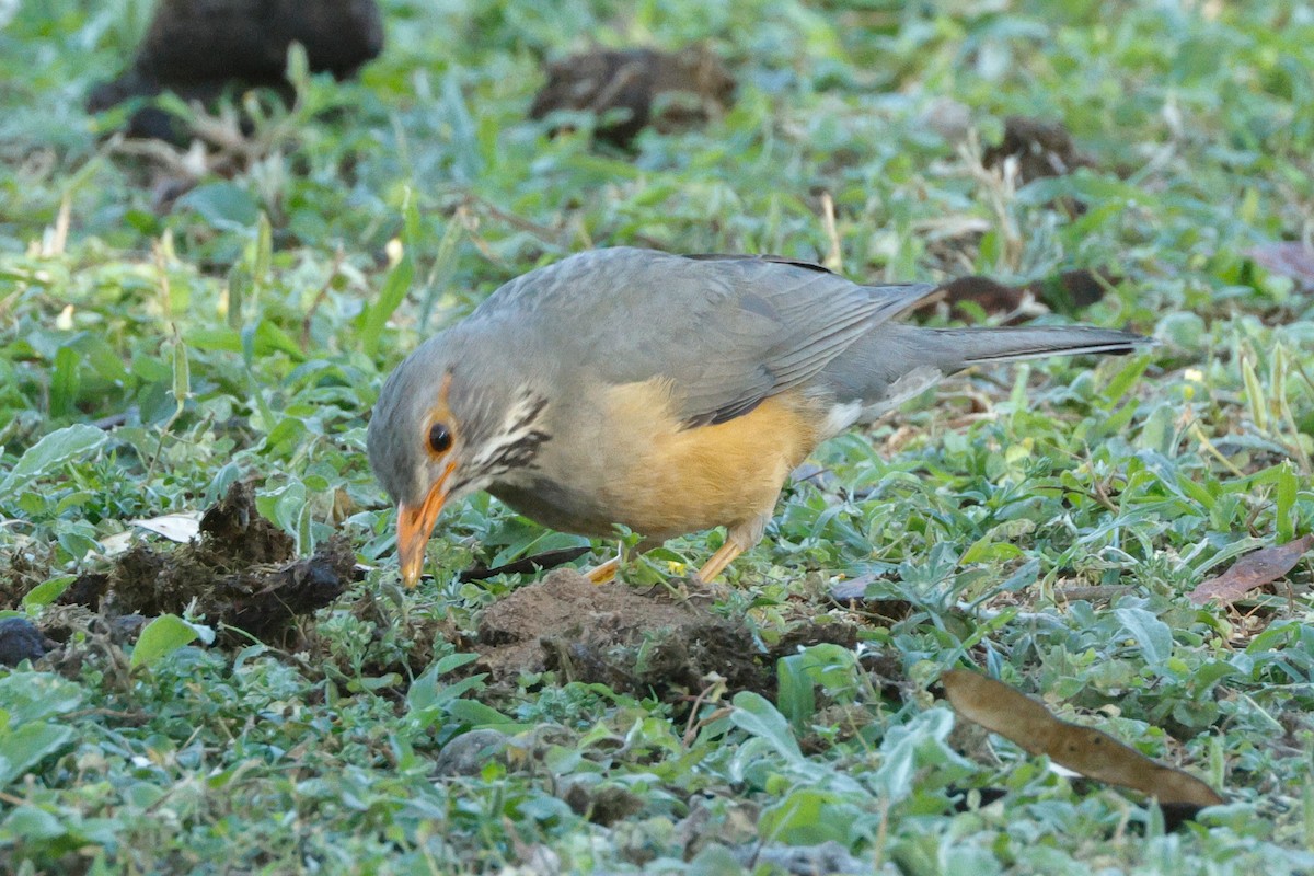 Kurrichane Thrush - ML640095019