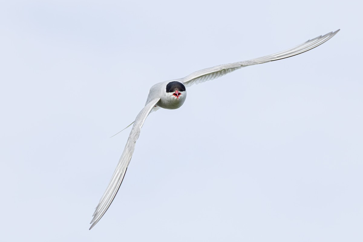 Arctic Tern - ML640095035