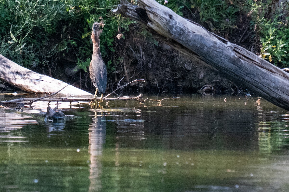 Green Heron - ML640095042