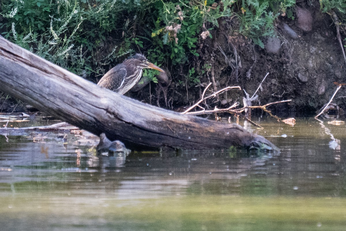 Green Heron - ML640095043