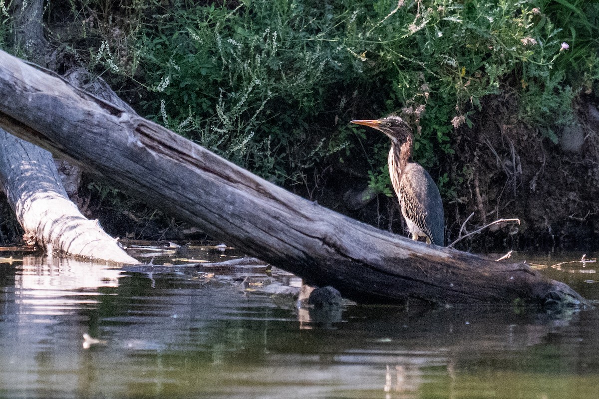 Green Heron - ML640095044