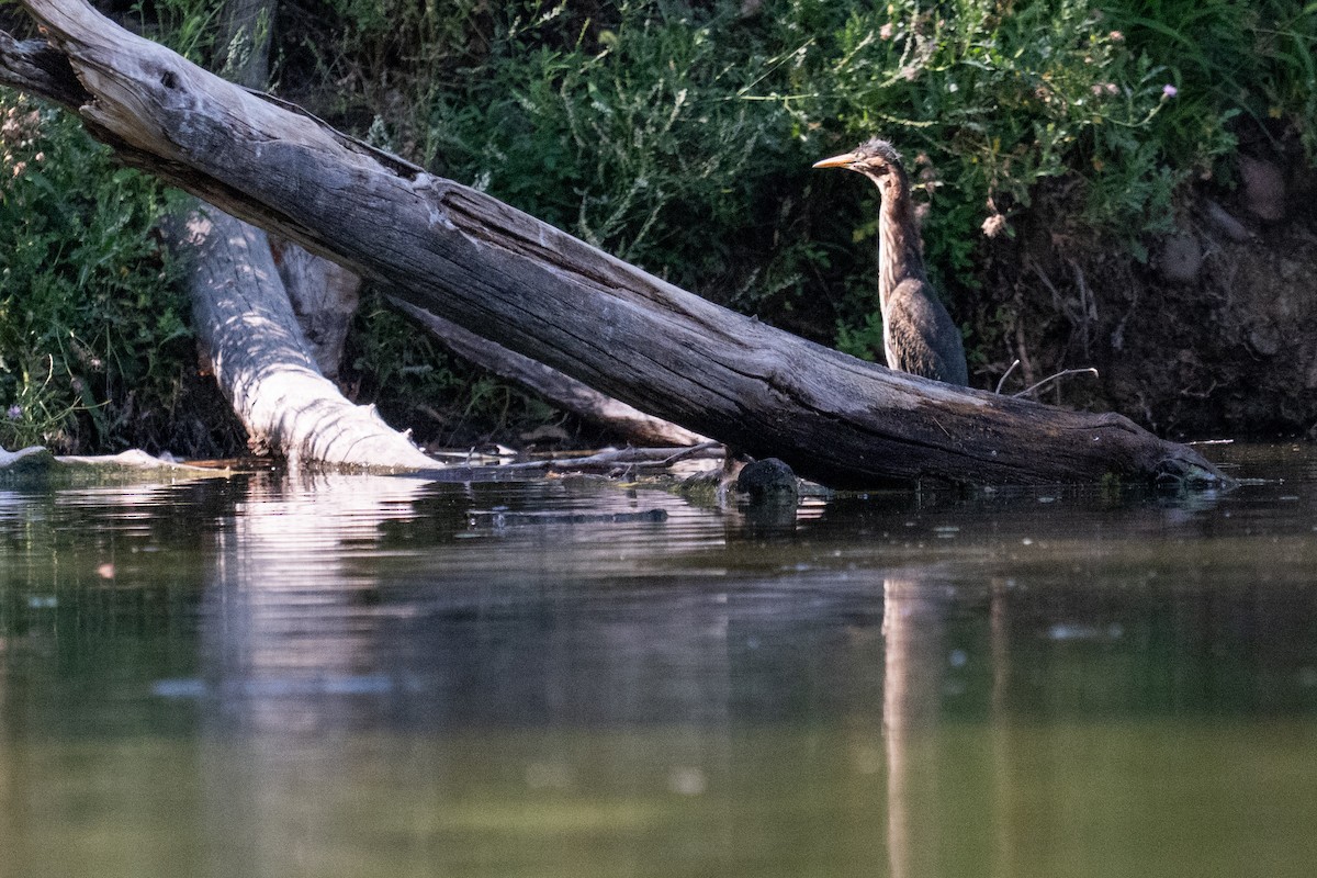 Green Heron - ML640095045