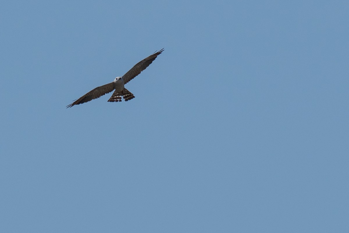 Mississippi Kite - ML640095051