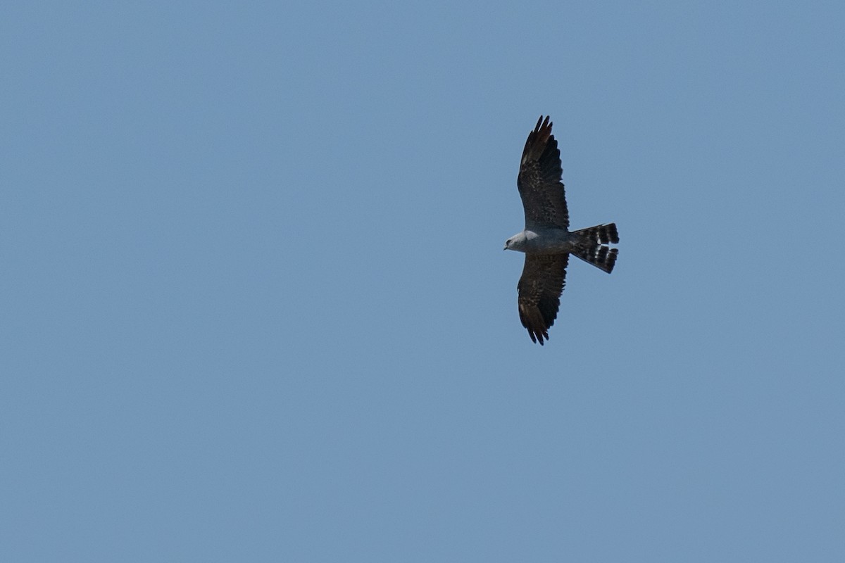 Mississippi Kite - ML640095052
