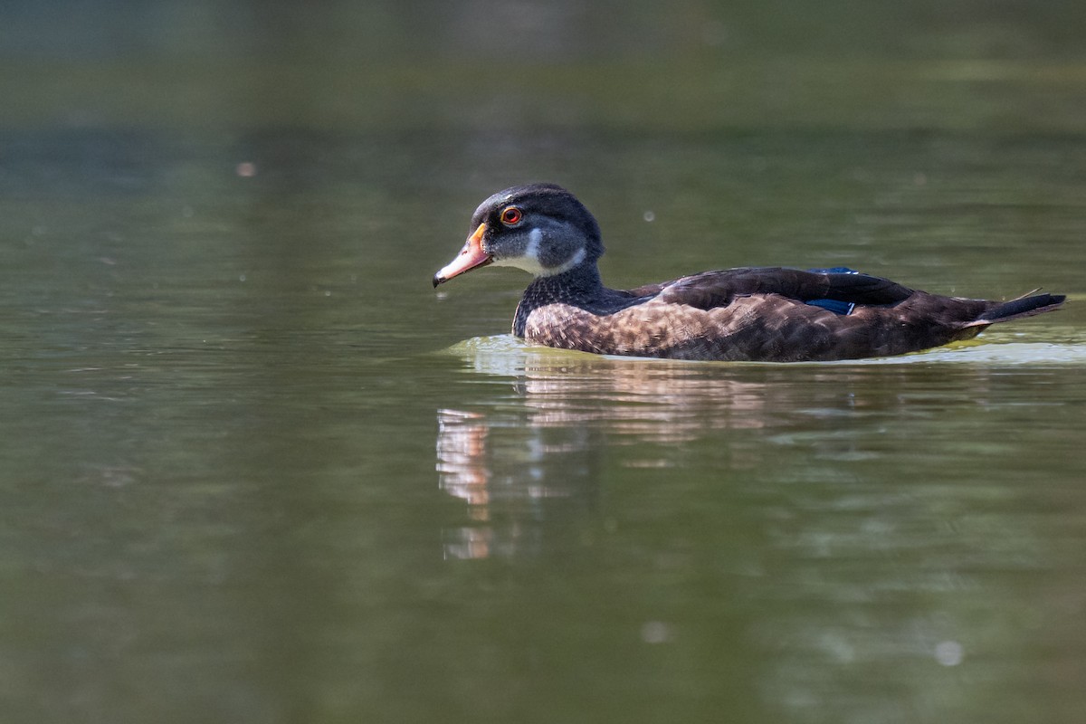 Wood Duck - ML640095060