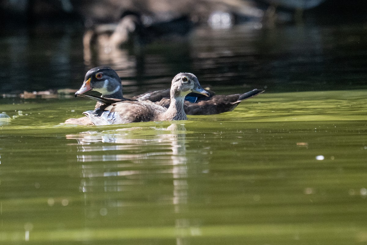 Wood Duck - ML640095064