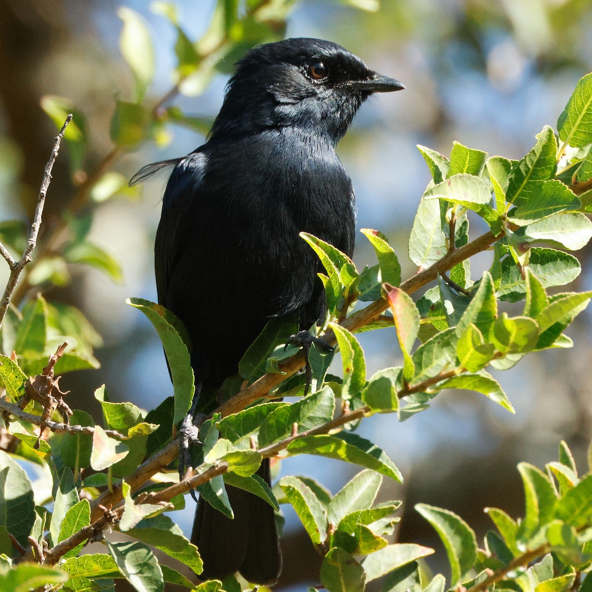 Southern Black-Flycatcher - ML640095075