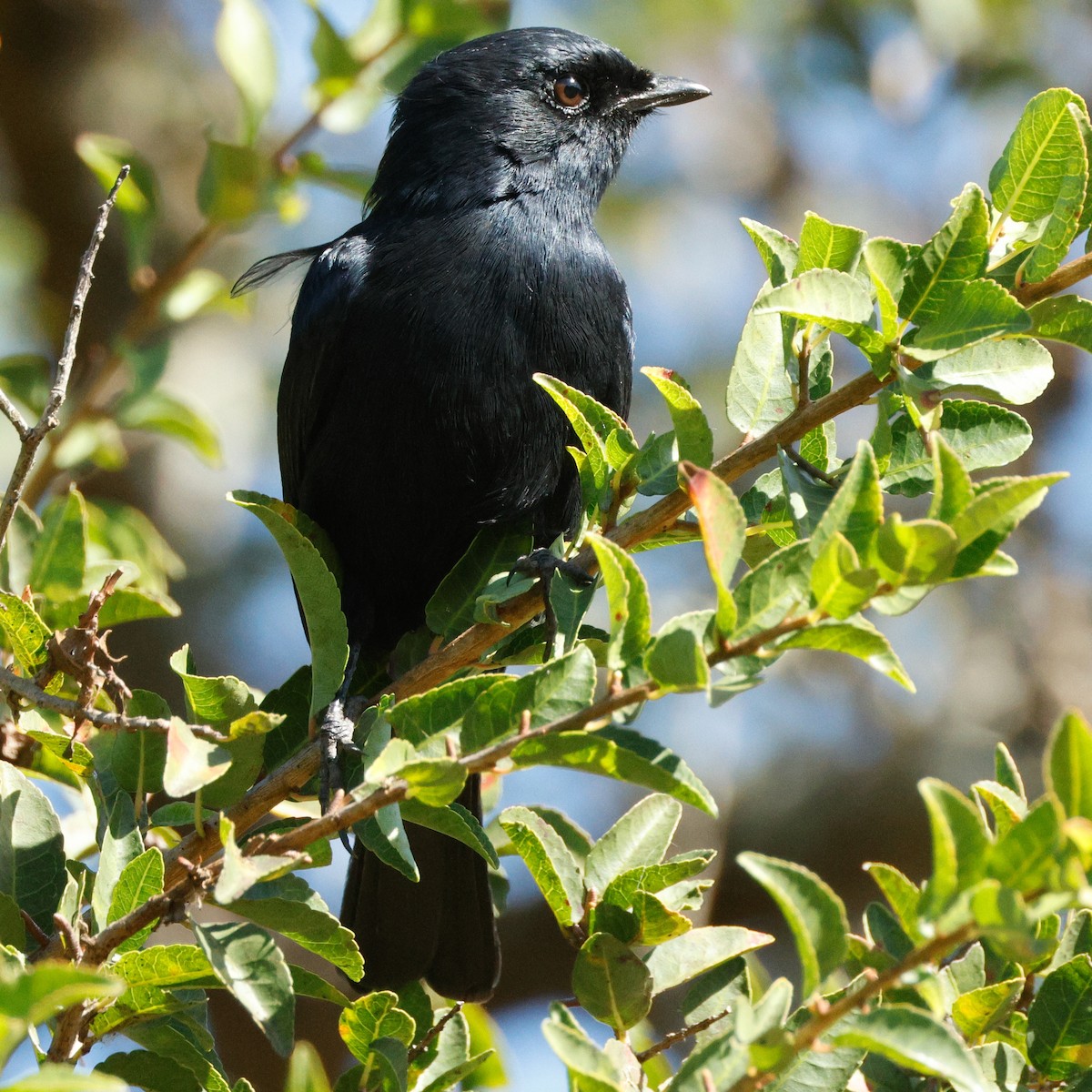 Southern Black-Flycatcher - ML640095076