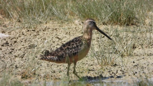 Bécassin à long bec - ML640095086