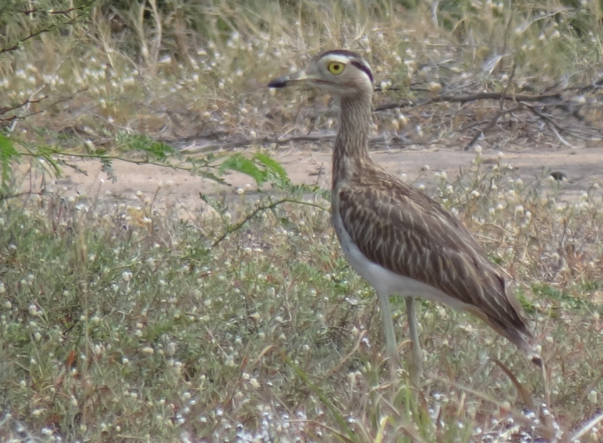 Double-striped Thick-knee - ML640095092